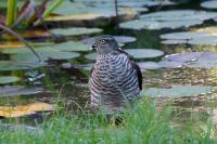 Accipiter nisus