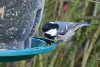 Periparus ater