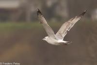 Larus cachinnans
