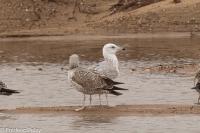 Larus cachinnans