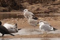 Larus argentatus