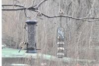 Carduelis carduelis