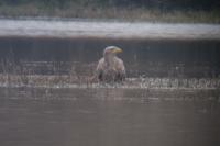 Haliaeetus albicilla