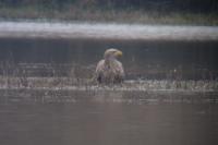Haliaeetus albicilla