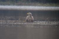 Haliaeetus albicilla