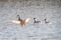 Podiceps nigricollis