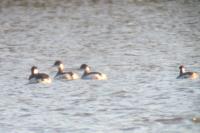 Podiceps nigricollis