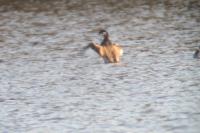 Podiceps nigricollis