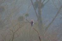 Elanus caeruleus