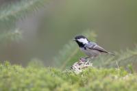 Periparus ater