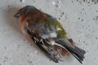 Fringilla coelebs