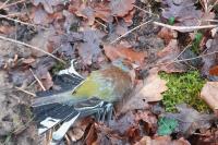 Fringilla coelebs