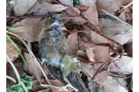 Fringilla coelebs