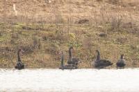 Cygnus atratus