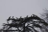 Ciconia ciconia