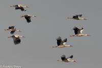 Ciconia ciconia
