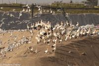 Ciconia ciconia