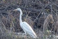 Ardea alba