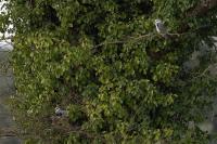 Elanus caeruleus