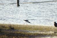 Himantopus himantopus