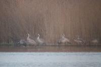 Grus grus