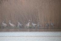 Grus grus