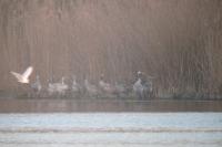Grus grus