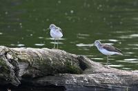 Tringa nebularia