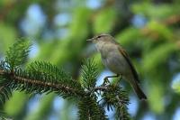 Phylloscopus trochilus
