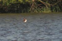 Clangula hyemalis