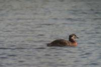 Podiceps grisegena