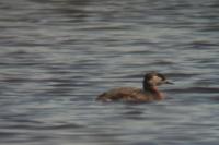 Podiceps grisegena