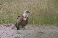Gyps fulvus