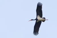 Ciconia nigra