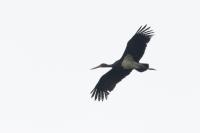 Ciconia nigra