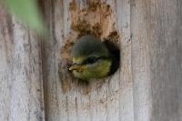 Cyanistes caeruleus