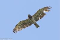 Circaetus gallicus