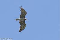 Circaetus gallicus