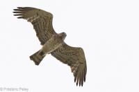 Circaetus gallicus