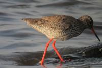 Tringa totanus