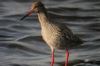 Tringa totanus