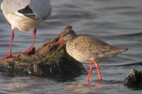 Tringa totanus