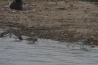 Calidris alba