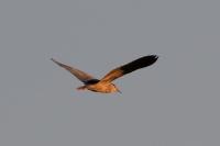 Nycticorax nycticorax
