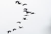 Grus grus