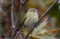Phylloscopus collybita