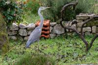 Ardea cinerea