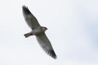 Elanus caeruleus