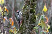 Dendrocopos medius