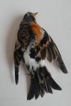 Fringilla montifringilla